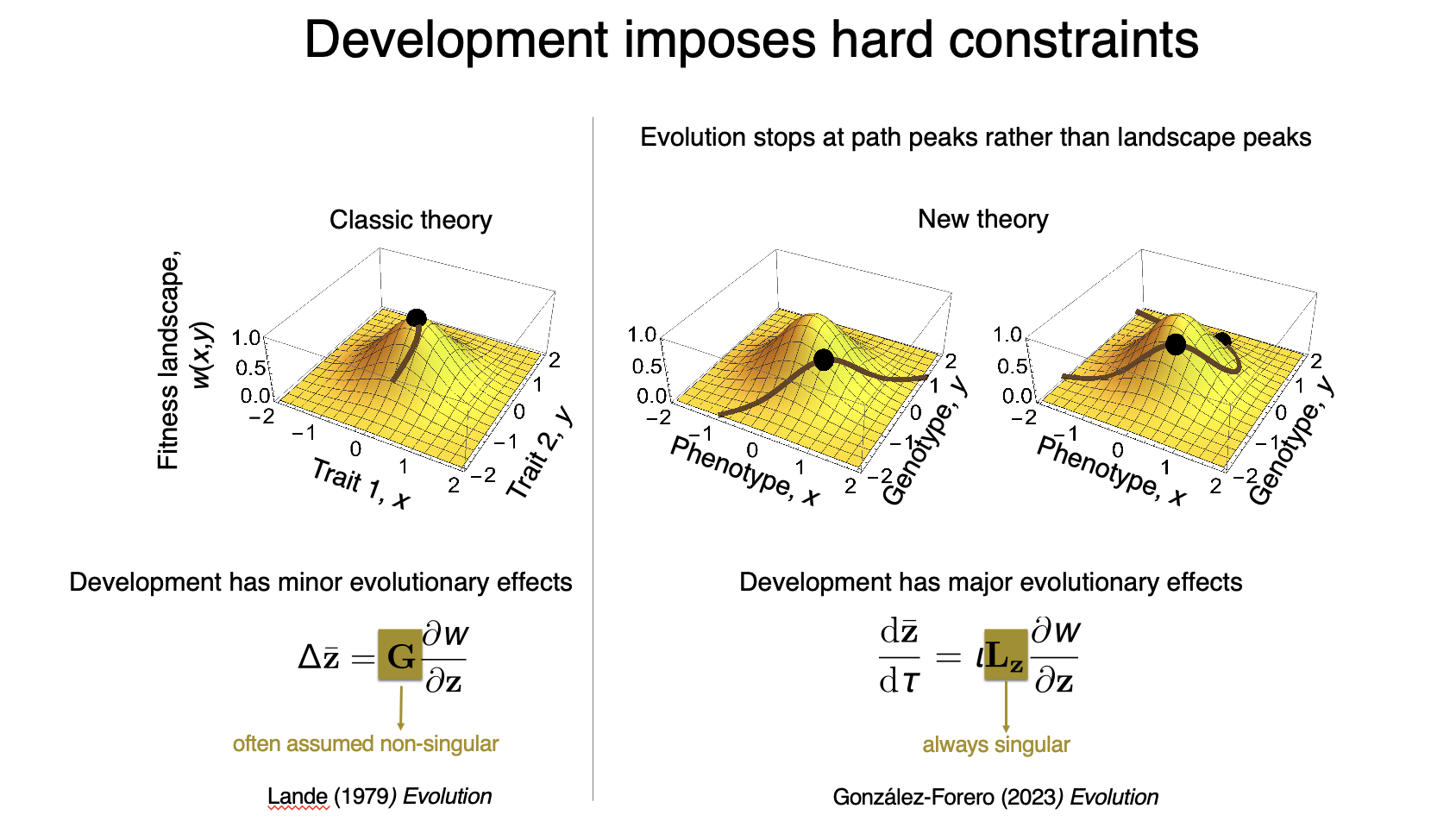 Image describing how development affects evolution